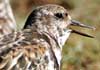 ruddy turnstone