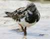 ruddy turnstone