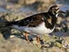 ruddy turnstone