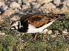 ruddy turnstone