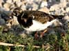 ruddy turnstone