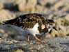 ruddy turnstone
