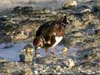 ruddy turnstone