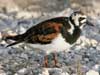 ruddy turnstone