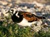 ruddy turnstone