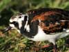 ruddy turnstone