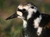 ruddy turnstone