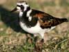 ruddy turnstone