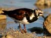 ruddy turnstone