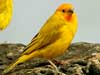 saffron finch
