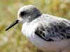 sanderling
