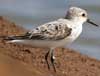 sanderling
