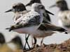 sanderling