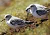 sanderling