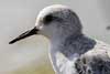 sanderling