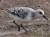 sanderling
