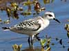 sanderling