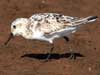 sanderling