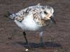 sanderling