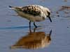 sanderling