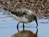 sanderling