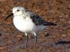 sanderling