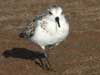 sanderling