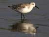 sanderling