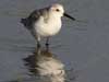 sanderling