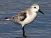 sanderling