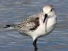 sanderling