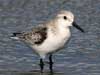 sanderling