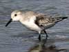 sanderling