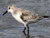 sanderling