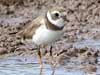 semipalmated plover
