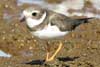 semipalmated plover