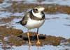 semipalmated plover
