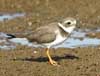 semipalmated plover