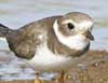 semipalmated plover