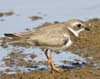 semipalmated plover