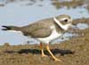 semipalmated plover