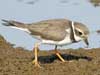 semipalmated plover