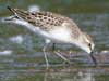 semipalmated sandpiper