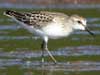 semipalmated sandpiper