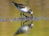 semipalmated sandpiper