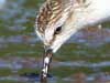 semipalmated sandpiper
