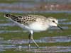 semipalmated sandpiper