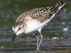 semipalmated sandpiper