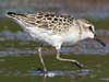 semipalmated sandpiper