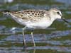 semipalmated sandpiper